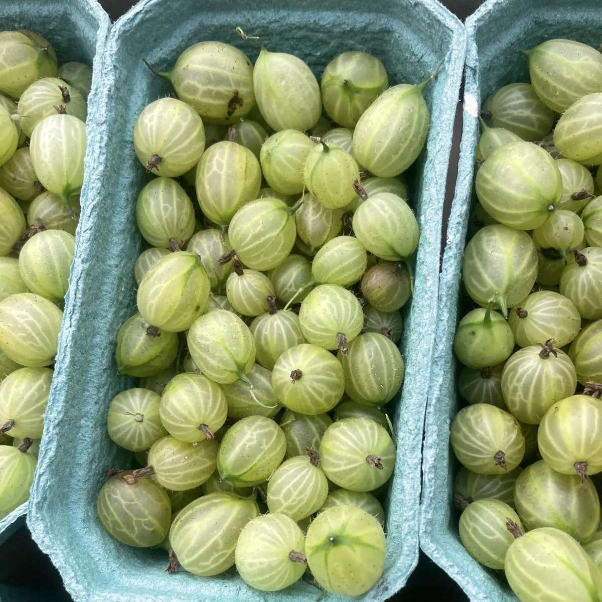 Крыжовник зеленый